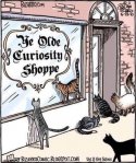 Curiosity shop.jpg