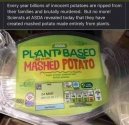 Mashed potatoes.jpg