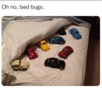 Bed bugs.jpg