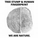 Tree stump.jpg
