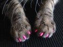 catnails.jpg