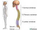 skeletal-spine.jpg