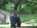 walking-gorilla-o.gif