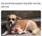 Support dog.jpg