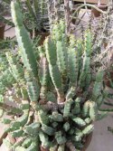 Euphorbia-debilispina1.jpg