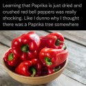 Paprika.jpg