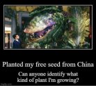 Seeds from China.jpg