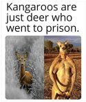 Kangaroo.jpg