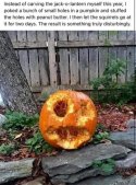 Pumpkin.jpg