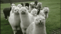 llamaherd.gif