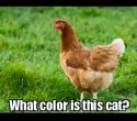 WhatColor.jpg