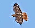 red_tailed_hawk_1.jpg