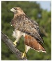 Red-Tailed-Hawk-back flip.jpg