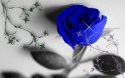 blue rose.jpg