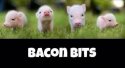 BaconBits.jpg