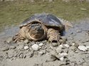 Snapping_turtle_Chelydra_serpentina.jpg