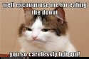 donut cat.jpg