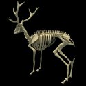 deer-skeleton-_3_.jpg