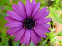 purpledaisy.jpg