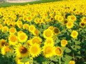 Sunflowers.jpg