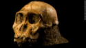 14158_Hominid_Skull.png