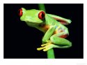 Tree frog for Kyron.jpg