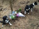 Susan's site, one year after, with Lou Oppenhiem's dogs..jpg