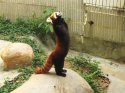 Lesser_panda_standing.jpg