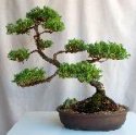 CLAREMONT GHOST Hint 7 BONSAI tree.JPG