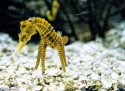 Seahorse-with-Legs-82677.jpg