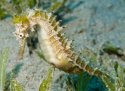 Yellow_and_White_Seahorse_600.jpg