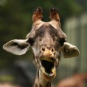 Surprised-Giraffe.jpg