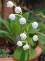 Lily of the valley.jpg