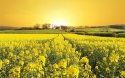 Nature_Field_spring_flower_field_flowers_morning_sunrise_golden_Yellow_hope_nature_beautiful_119.jpg