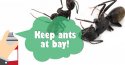 keep-ants-at-bay-fb-1200x628.jpg