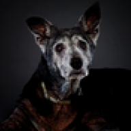 SeniorDog