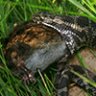 Massasauga Rattler