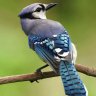 North American Blue Jay