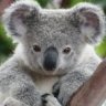 greybluekoala