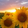 Kansas Sunflower