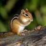 LittleChipmunk