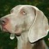 Weimaraner