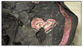 Case Photo