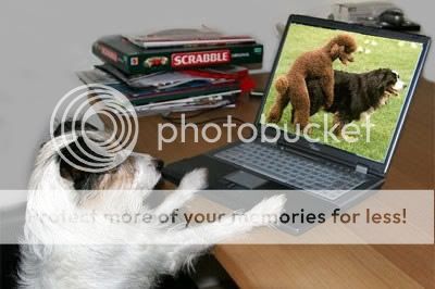 dog-porn.jpg