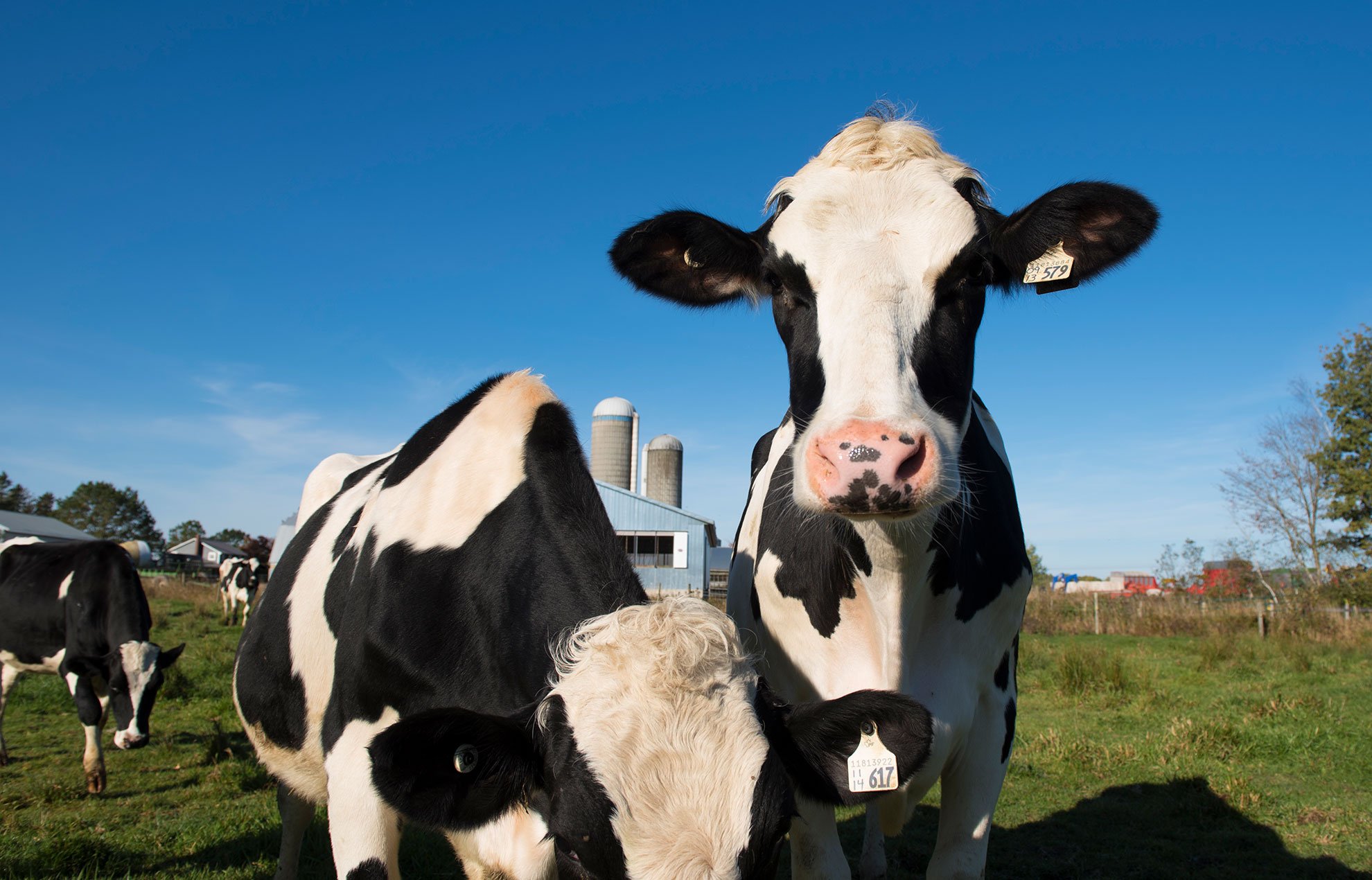 dairyfarmersofcanada.ca