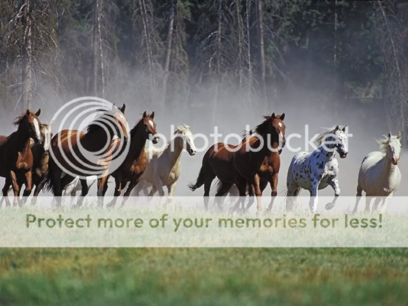 horsesrunning2.jpg
