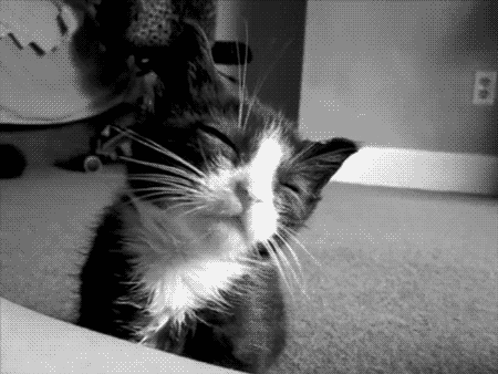 kittysleepgif_zpsad079dab.gif