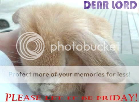 bunny.jpg