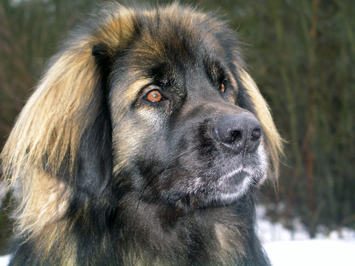 leonberger%204%20700.jpg