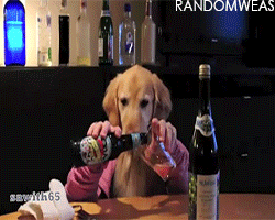 tumblr_m4nbx2DqB11r8dy8go2_r1_250.gif